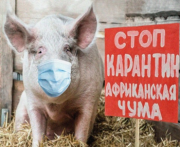  Африканская чума свиней в Брянская области Дубровский район